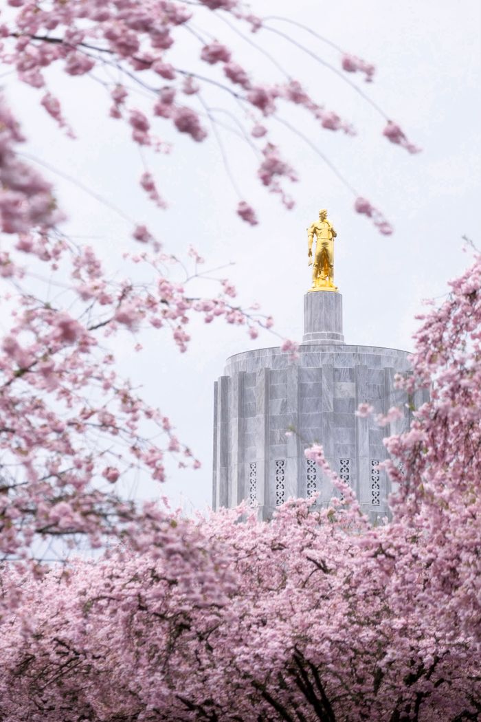 services-03 Capture of cherry blossoms with Oregon State Capitol golden statue during spring bloom.